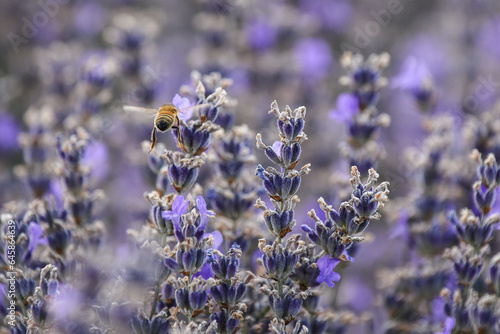 lavender