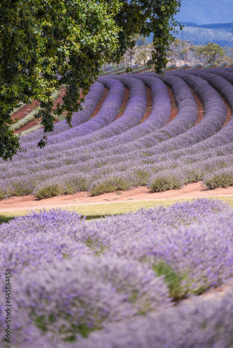 lavender