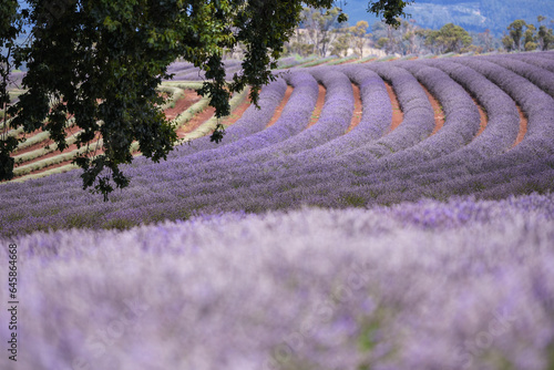 lavender