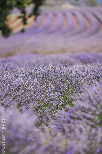 lavender