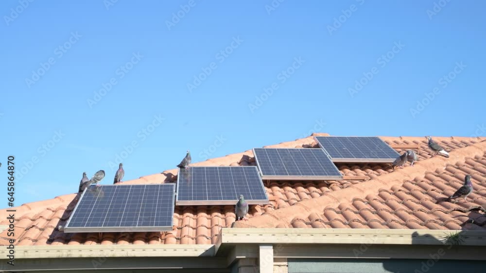Pigeons on roof and solar panels of house Pigeons on roof and solar panels of house