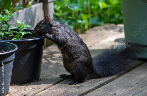 Black squirrel checks out new plants in pots on the front deck