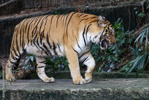 Close up bengal tiger is beautiful animal and dangerous in forest