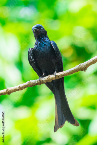 Black Drongo © Naushad