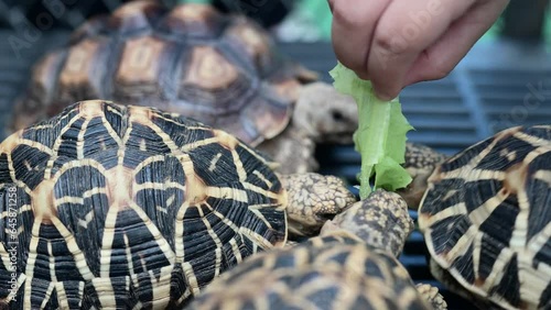 Tourist feeding lettuce to Small India star tortoise in the cage.