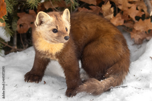 Photography Standoff with an American Pine Marten (Martes americana)