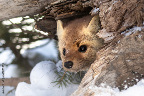 Photography Peeking around the corner, an American Pine Marten (Martes americana) peers from its fallen log den