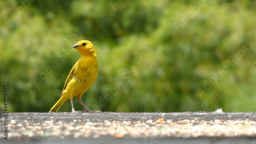 Yellow Canary in Risaralda, Pereira photo