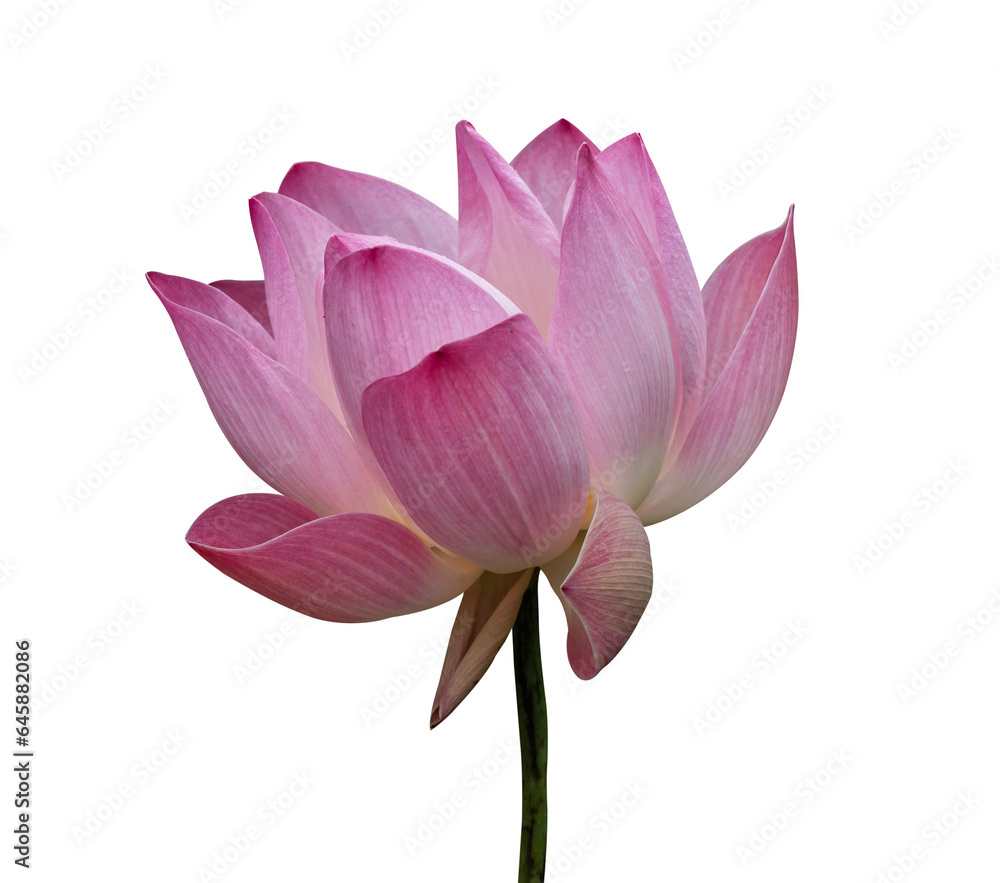 Lotus flower isolated on transparent background, PNG Format.