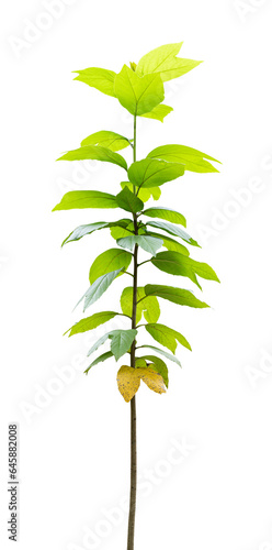 Young tree isolated on transparent background PNG File.
