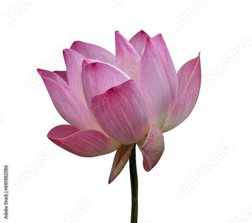 Lotus flower isolated on transparent background, PNG Format. © banphote