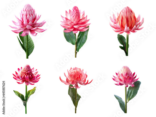 Group of torch ginger flower on white background. Nature. Illustration  Generative AI.