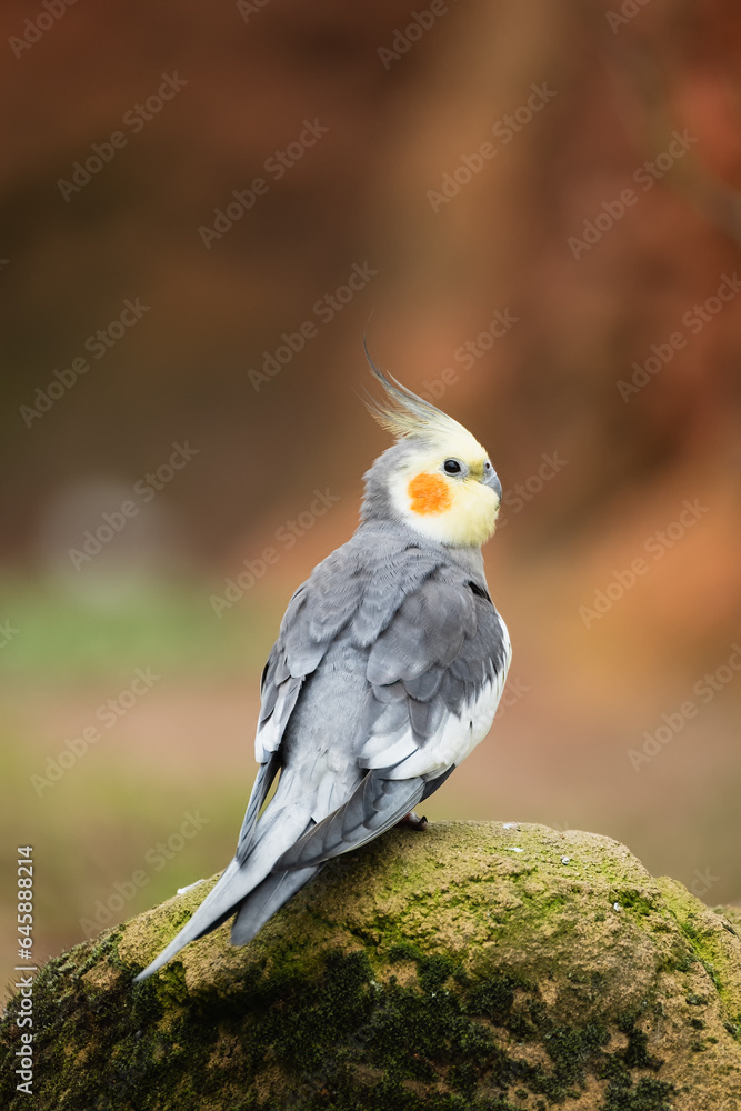 ein Pearl Nymphensittich sitzt auf einen bemoosten Stein ein Pearl Nymphensittich sitzt auf einen bemoosten Stein