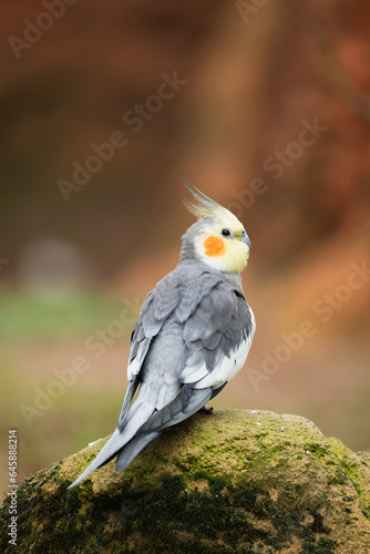 ein Pearl Nymphensittich sitzt auf einen bemoosten Stein