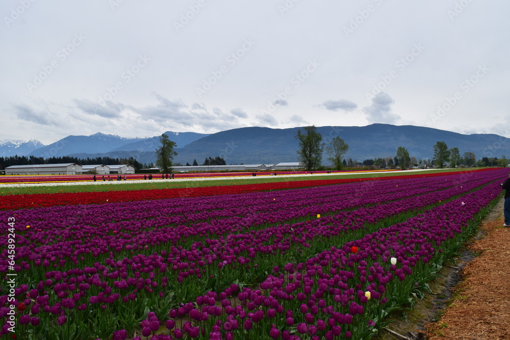 field of tulips in spring