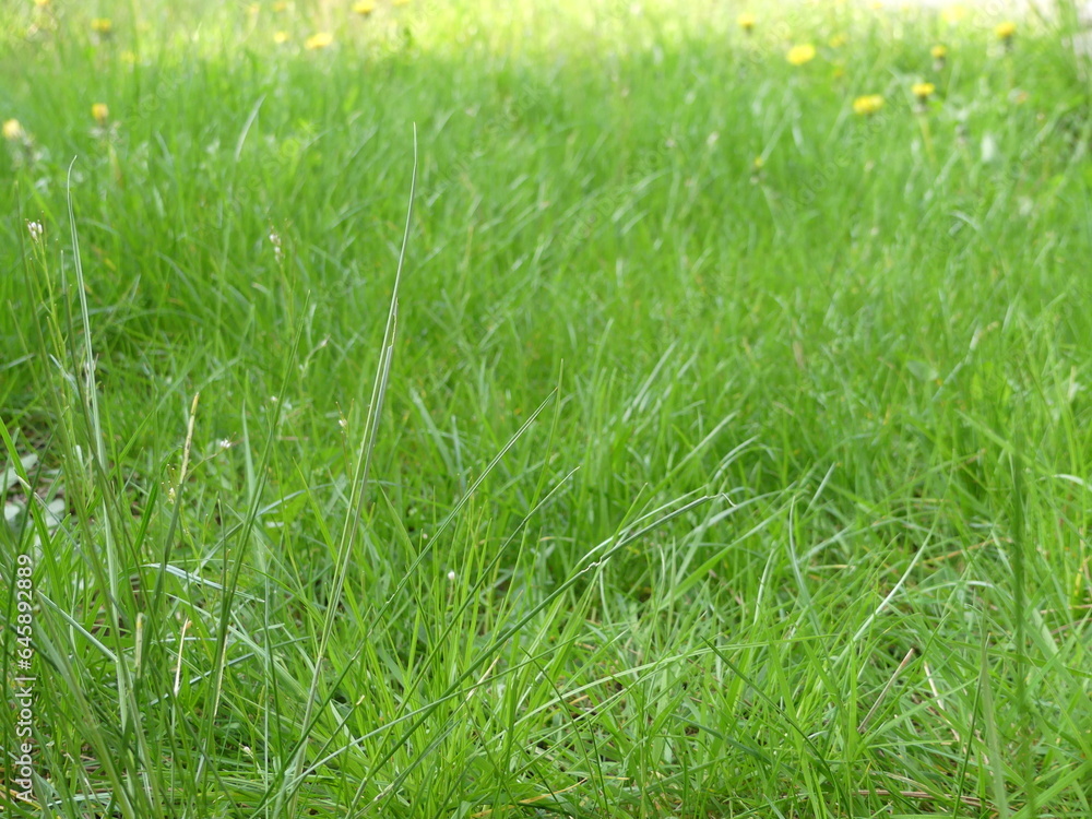 Obraz premium green grass background