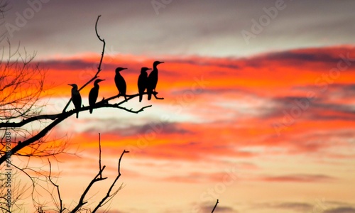 héron sunset