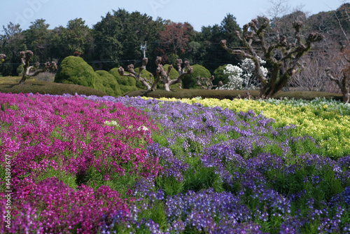 The sea fields in Japan  beautiful flowers in the summer each year  attracting a lot of tourists 