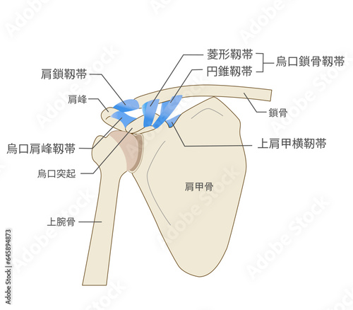 肩鎖靱帯と肩甲骨の解剖学的構造