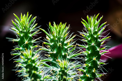 3 cactus 