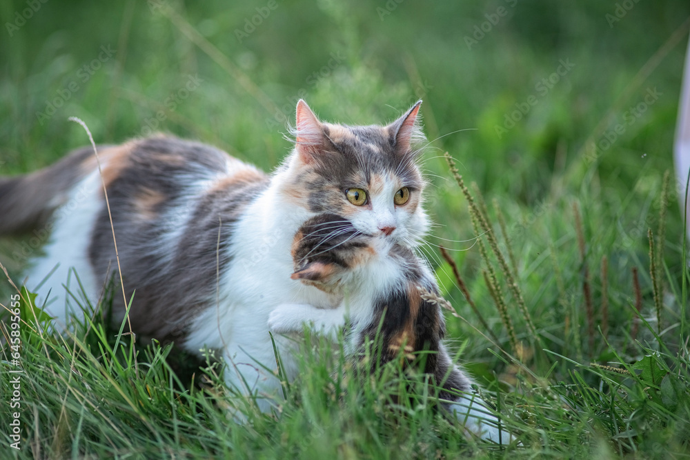 Beautiful gray kitten in a village yard. Beautiful gray kitten in a village yard.