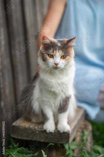 Beautiful gray kitten in a village yard. © shymar27