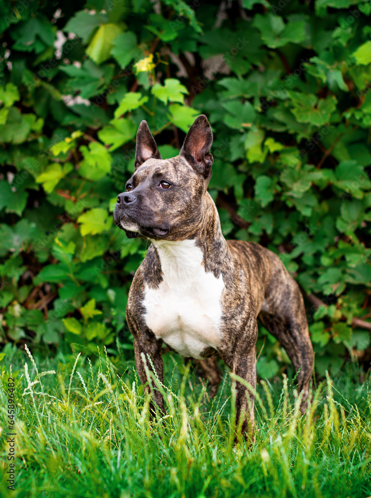 The American Staffordshire terrier dog stands in the grass on the background of a wall of grapes. The dog turned its head to the side. The photo is blurred and vertical