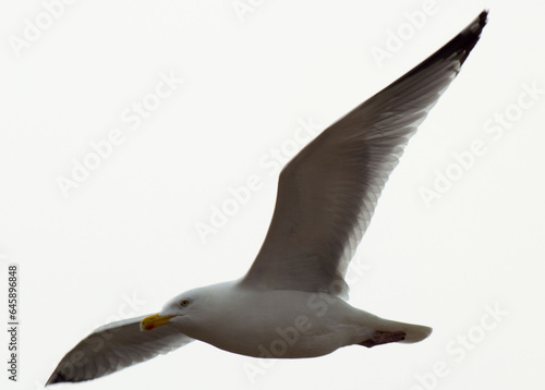 vole de goéland