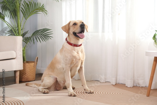 Pet dog wearing decorative pet collar, indoor shot, pet products