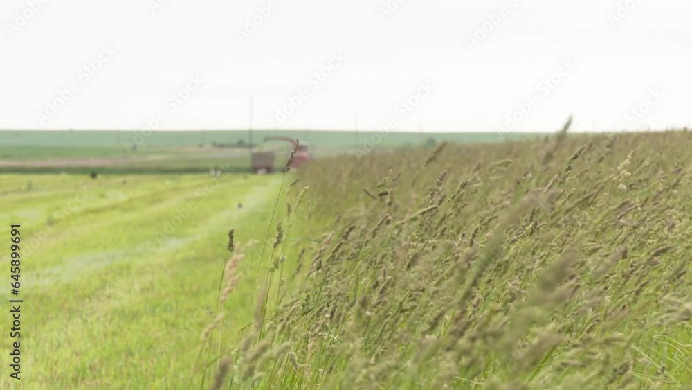 Forage grass is very popular because the grass and leaves are large and high in food, including. Valuable forage grass Dactylis glomerata grows in nature
Forage grass is very popular because the grass and leaves are large and high in food, including. Valuable forage grass Dactylis glomerata grows in nature
