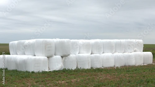 Rows of white plastic covered round bales of hay stacked three high on a farmer's field. The silo bales are wrapped in a plastic film protecting the straw feed for farm dairy animals from moisture.  photo