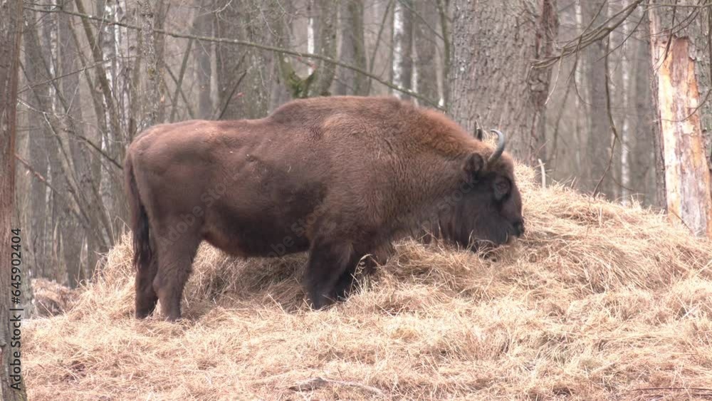 Strong male Bison resting after eating in specially arranged space, in the forest. Bison close up while eating his food. Strong male Bison resting after eating in specially arranged space, in the forest. Bison close up while eating his food.
