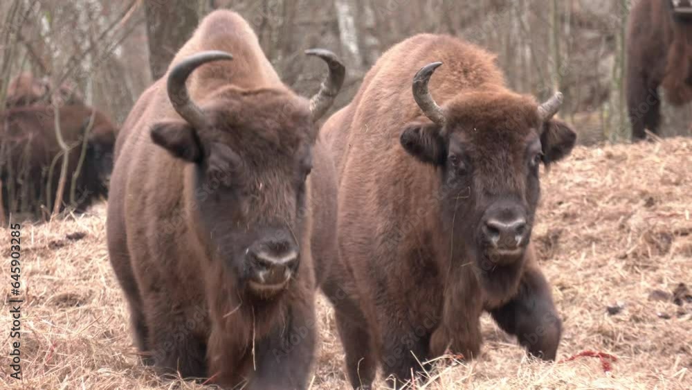Bison close up while eating his food. Wildlife scene from nature. Bison herd in the autumn forest. European bisons in its natural habitat.
Bison close up while eating his food. Wildlife scene from nature. Bison herd in the autumn forest. European bisons in its natural habitat.