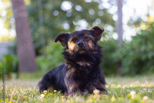 Cute dog lying on grass, nature background. Veterinarian's office, health of pets, animal care , dog food, dog care, homeless animals, animal rights activists background