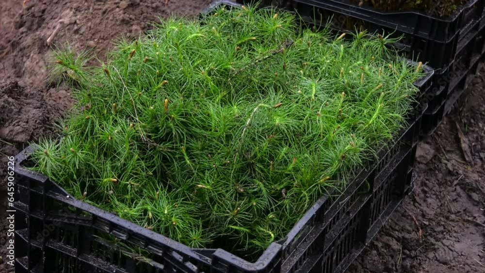 Green tree seedlings are in a black plastic box. Saplings of coniferous breeds. Restoration of forests after wildfires.
Green tree seedlings are in a black plastic box. Saplings of coniferous breeds. Restoration of forests after wildfires.