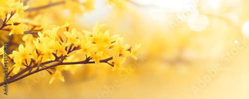 Photographie flowering forsythia in springtime sunshine, floral spring background banner conc