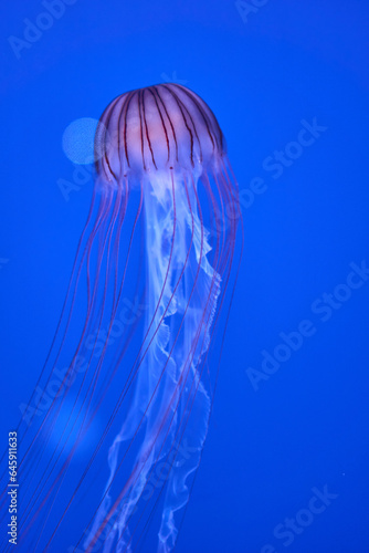 江ノ島水族館のクラゲ