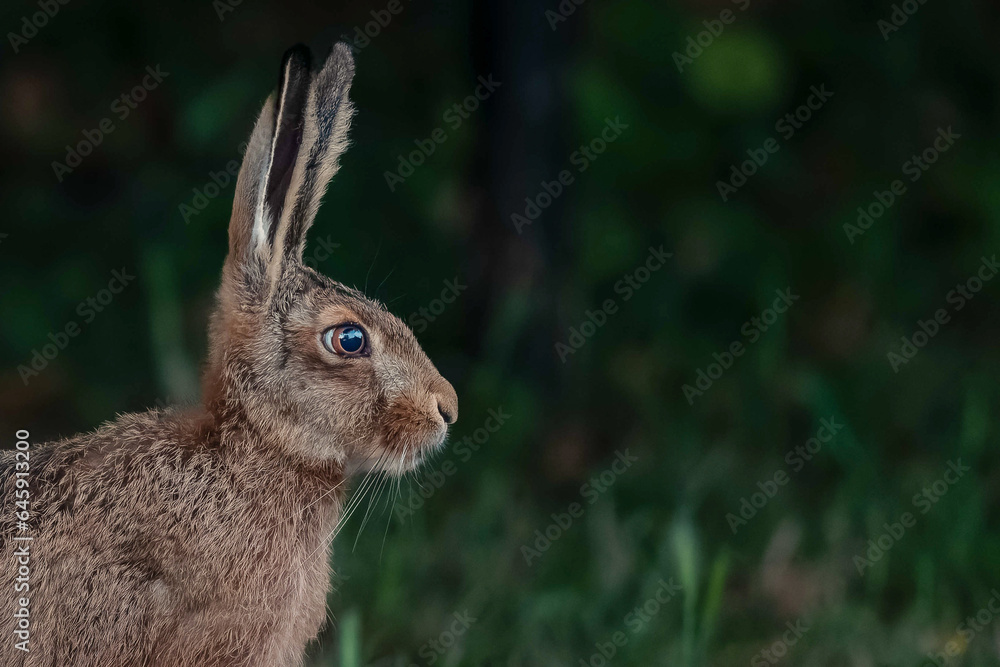Fototapeta premium Portrait of a hare