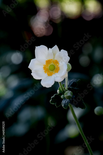 Vertical Japanese Anemone