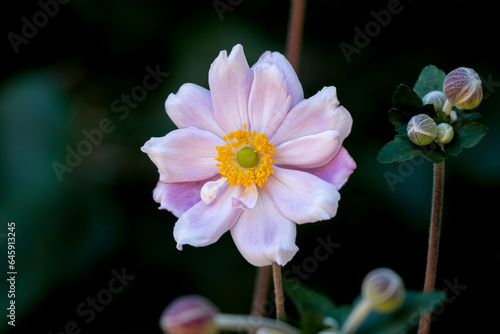 Pink Horizontal Japanese Anemone