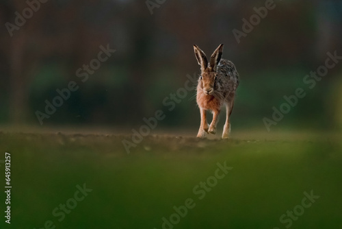 Hare running in a field
