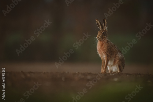 Hare sitting in a field 