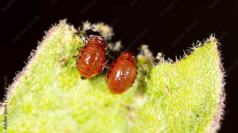 Red larvae of the Colorado potato beetle on green potato leaves. Macro Red larvae of the Colorado potato beetle on green potato leaves. Macro