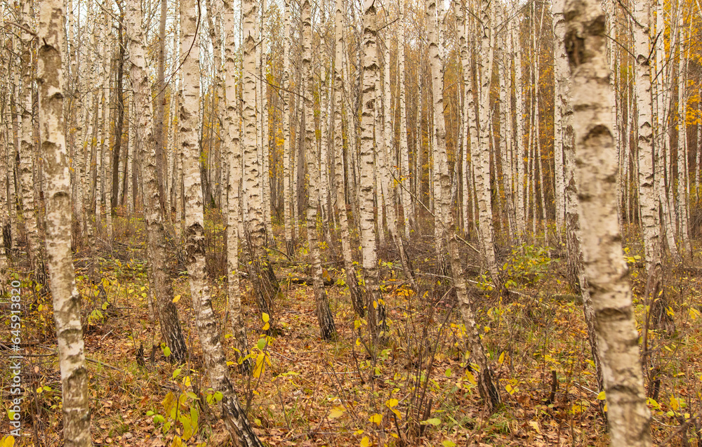 Obraz premium Trunks of young birches in the forest in autumn