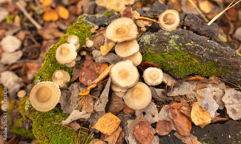 Poisonous mushroom in the ground in the forest in autumn Poisonous mushroom in the ground in the forest in autumn