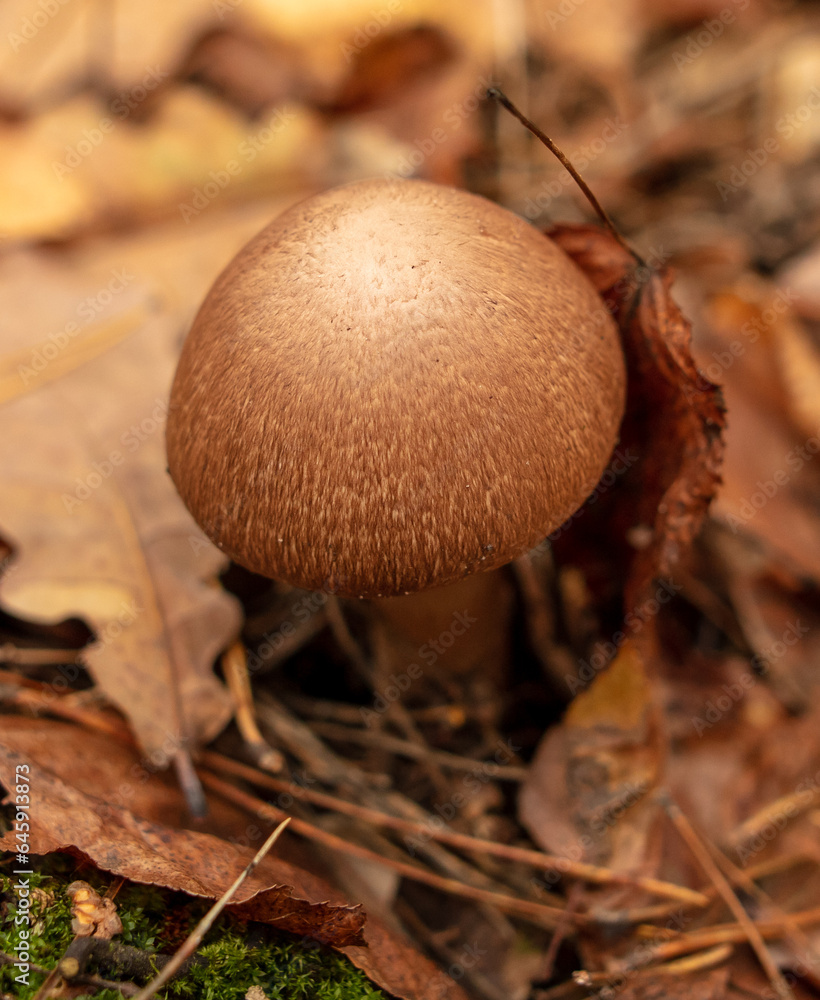 Mushroom champignon gray in the forest in autumn Mushroom champignon gray in the forest in autumn