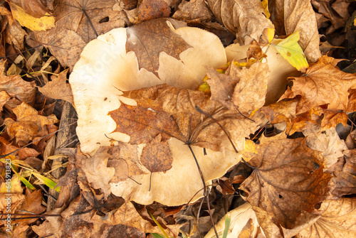Poisonous mushroom in the ground in the forest in autumn