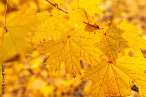 Golden leaves on a maple tree in autumn