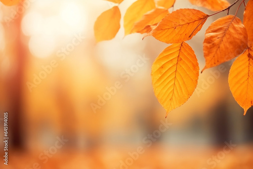 Colourful nature leaves in autumn with defocued background