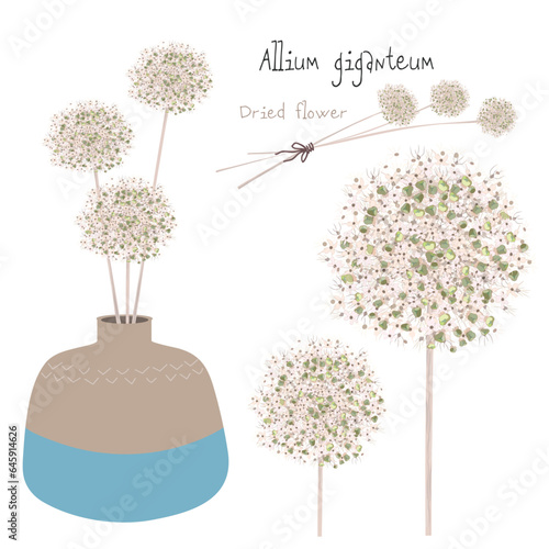 アリウム・花瓶に入ったアリウムギガンチューム